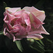 Rose tulipe.....