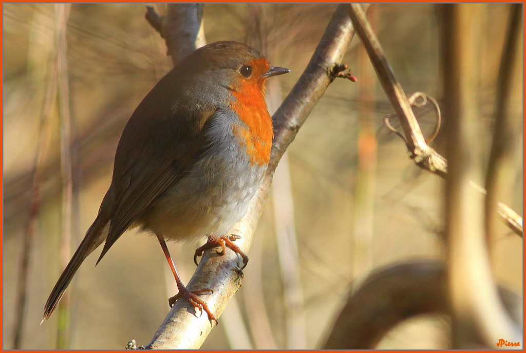 Rouge Gorge