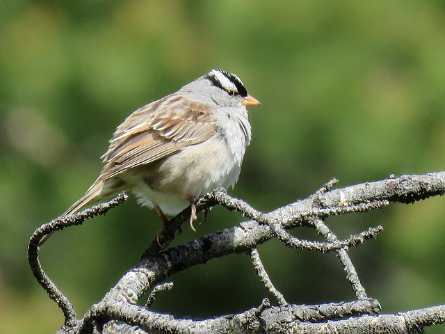 White-crowned Sparrow