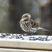 Day 10, Rose-breasted Grosbeak female