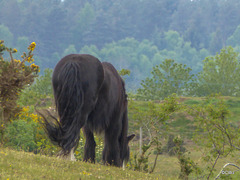 May grazing