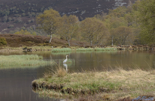 Grey Heron on Braemar Duckpond