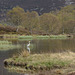 Grey Heron on Braemar Duckpond