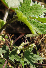 20191213-1333 Girardinia diversifolia (Link) Friis