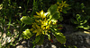 20200517 7498CPw [D~LIP] Dickblatt (Crassula marnieriana), UWZ, Bad Salzuflen
