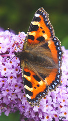 Small Tortoiseshell Butterfly