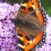 Small Tortoiseshell Butterfly