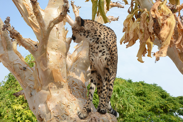 Namibia, The Otjitotongwe Guest Farm, Cheetah on a Tree