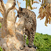 Namibia, The Otjitotongwe Guest Farm, Cheetah on a Tree