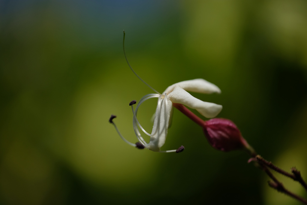 DSCF4140