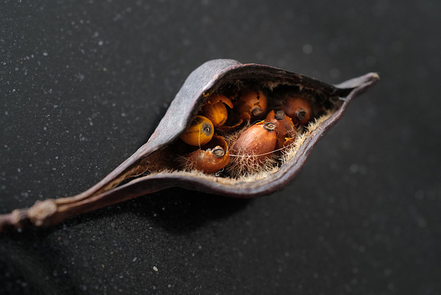 Seedhead