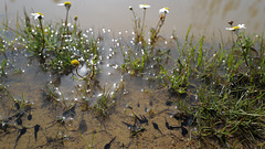 Girinos, Peixe-sapo, Tadpoles, Tetards