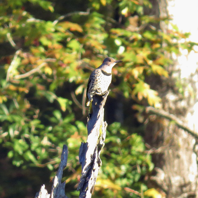 Northern flicker on a snag