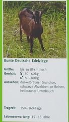 20220422 0656dCPw [D~HF] Bunte Deutsche Edelziege, Herford