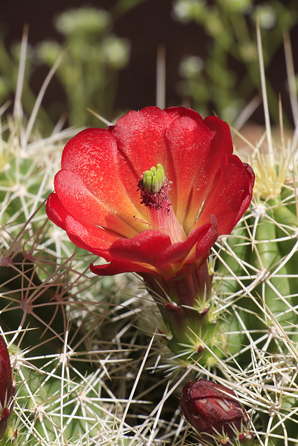 Claret Cup