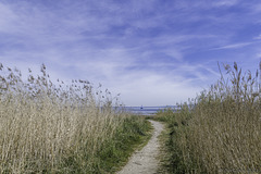 an Bodensee bei Steinach ... P.i.P.  (© Buelipix)