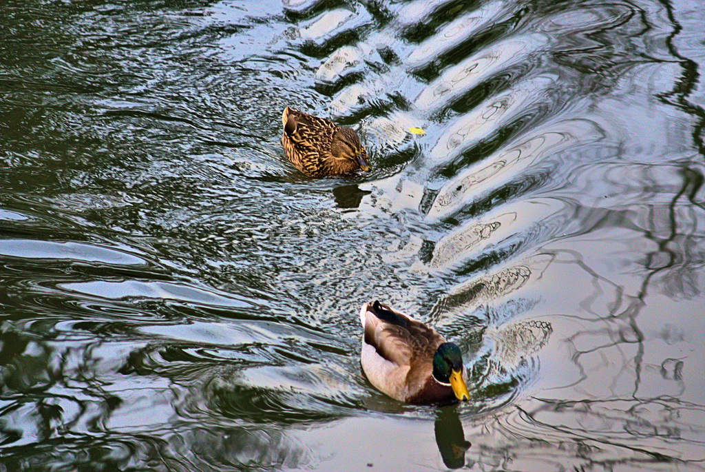 Ripples and Reflections