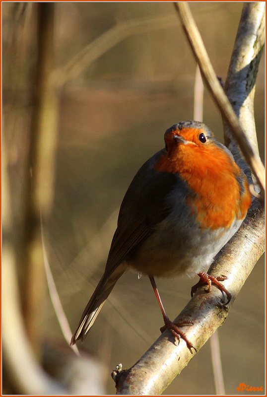 Rouge Gorge