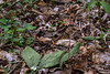 Aplectrum hyemale (Putty Root orchid)