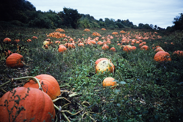 Pumpkin Patch (1)