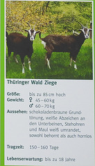 20220422 0656eCPw [D~HF] Thüringer Wald Ziege, Herford