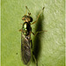 IMG 0281 Soldier Fly