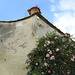 Roses In The Boboli Gardens