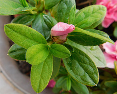 Rhododendron, le bouton***************