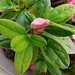 Rhododendron, le bouton***************