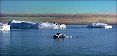Ilulissat (074)