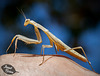 17/366: Praying Mantis: "Take me to your leader!"