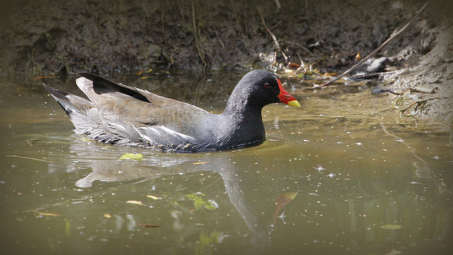 Poule d'eau