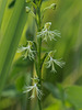 Platanthera lacera (Ragged Fringed orchid)