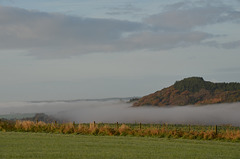 Yelverton Neighborhood, Morning Fog