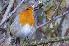 The Poser - less than a foot away from the lens - waiting for his breakfast!