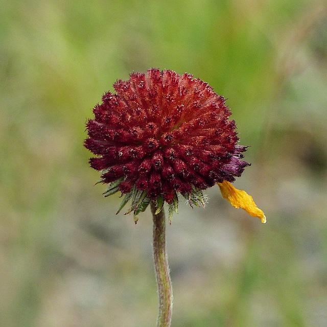 Hanging on - Gaillardia