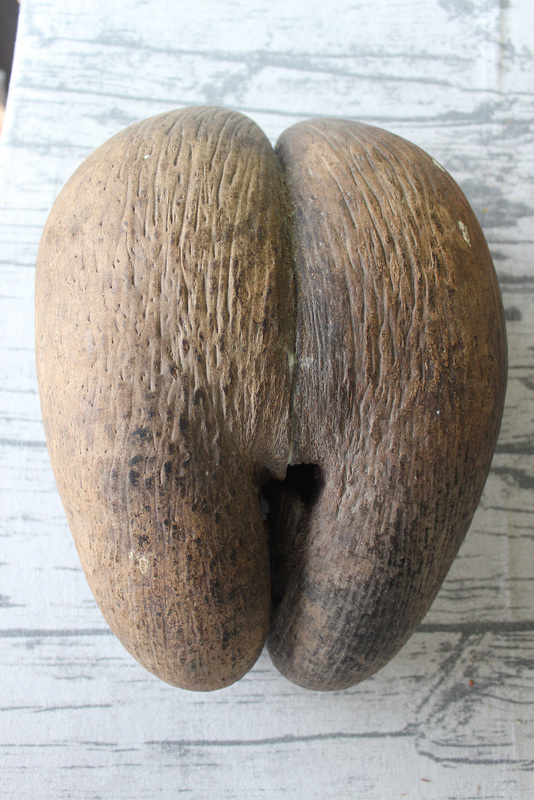 Coco de Mer