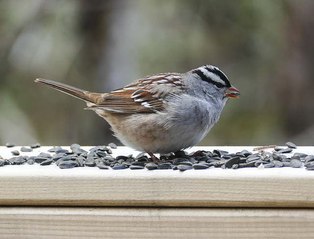 Day 10, White-crowned Sparrow