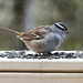 Day 10, White-crowned Sparrow