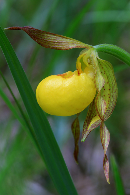 Cypripedium parviflorum var. pubescens