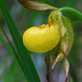 Cypripedium parviflorum var. pubescens