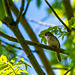 ID? I think it looks like a reed warbler but I havent seen one in a tree before