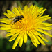 dandelion and fly
