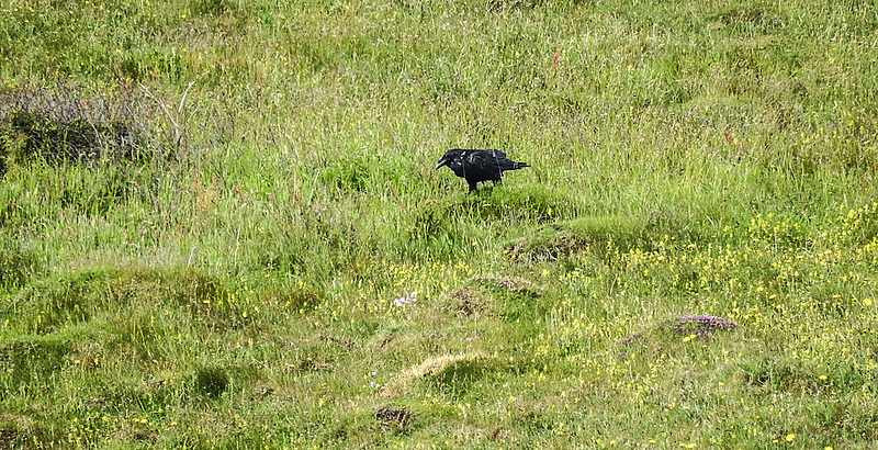 20190614 5248CPw [R~GB] Kolkrabe, Castlemartin Range, Wales