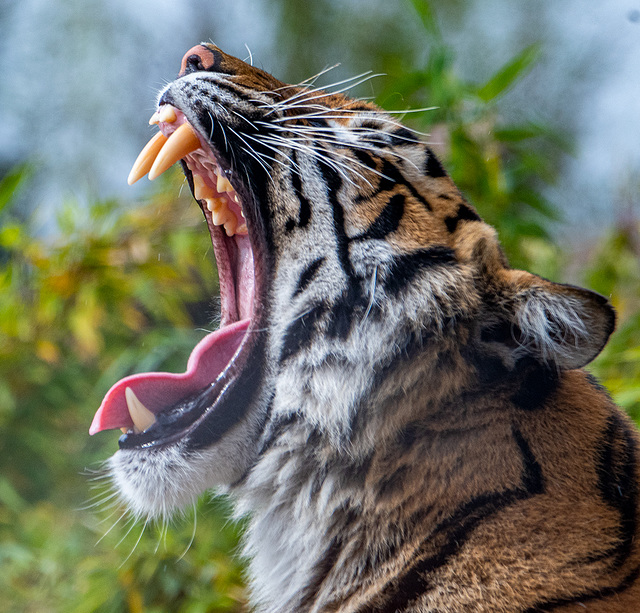 Tigress yawning