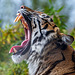 Tigress yawning