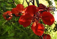 20200517 7500CPw [D~LIP] Jap. Zierquitte (Chaenomeles japonica, UWZ, Bad Salzuflen