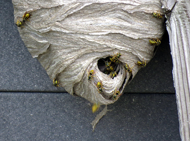 Yellow Jackets (Vespula)