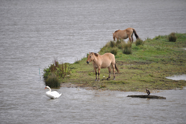 Baie de Somme