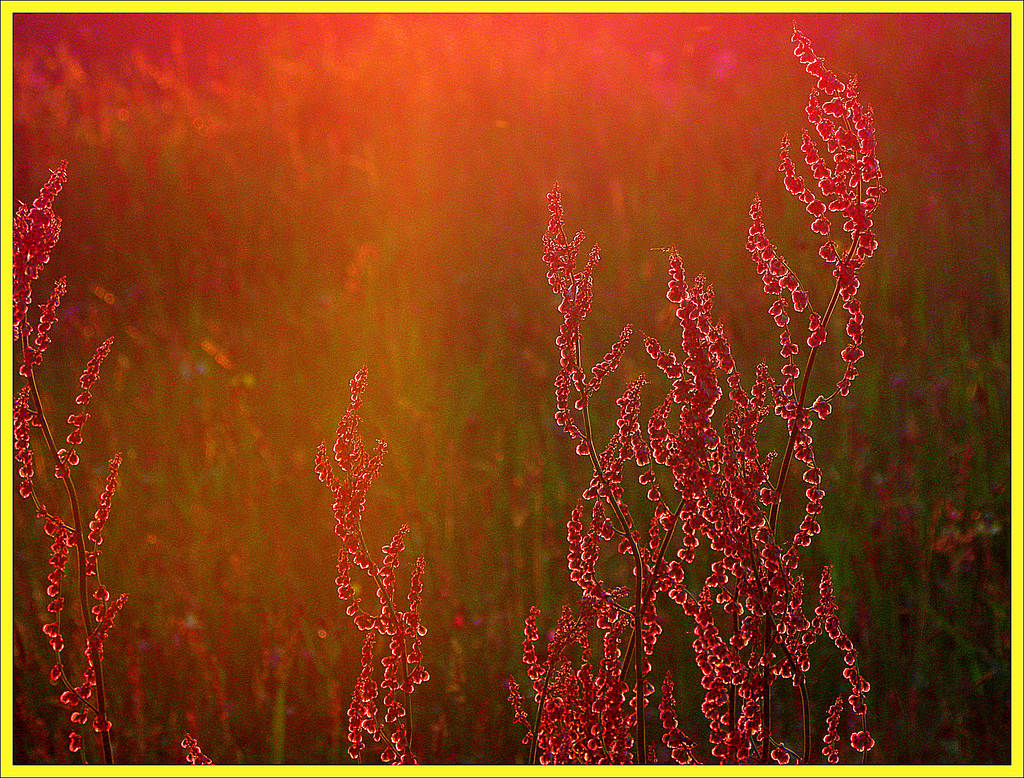 Erupting (Rumex Acetosa)